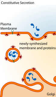 Constitutive Secretion